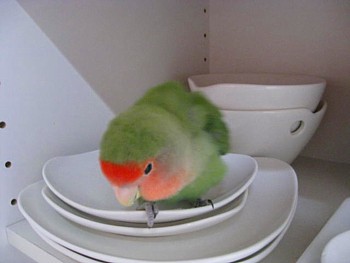 パピネン.JPG