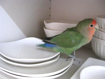 パピネン (1).JPG