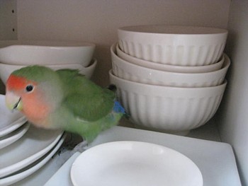 パピネン (2).JPG