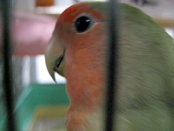 コザクラインコのパピ (7).JPG