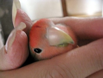 コザクラインコのパピ.JPG