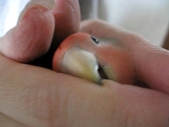 コザクラインコのパピ (1).JPG