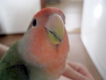 コザクラインコのパピ (3).JPG