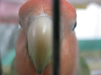 コザクラインコのパピ (4).JPG