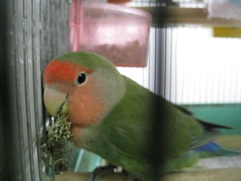 コザクラインコのパピ (6).JPG