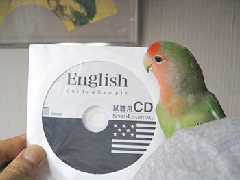 コザクラインコ パピネン殿下 (17).JPG