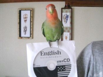 コザクラインコ パピネン殿下 (14).JPG