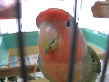 コザクラインコ パピネン殿下 (32).JPG