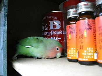 コザクラインコ パピネン殿下 (28).JPG