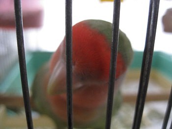 コザクラインコ パピネン殿下 (31).JPG