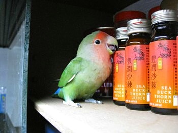 コザクラインコ パピネン殿下 (23).JPG