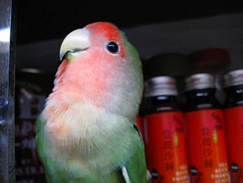 コザクラインコ パピネン殿下 (26).JPG