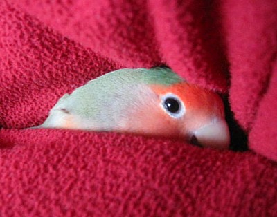 殿下ぱぴねん (9).JPG