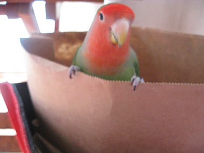 パピネ (5).JPG
