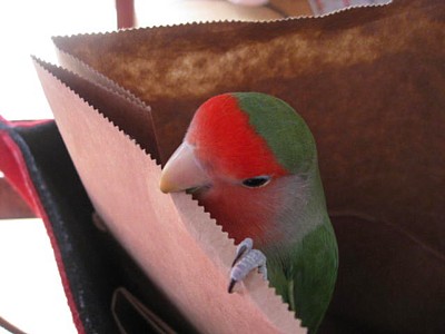 パピネ (6).JPG