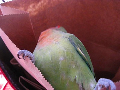パピネ (1).JPG