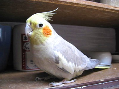 モミ (1).JPG