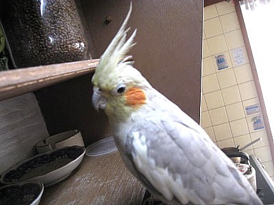 モミー (7).JPG