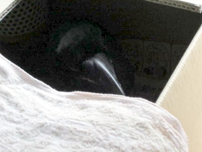 カラス雛 (1).JPG
