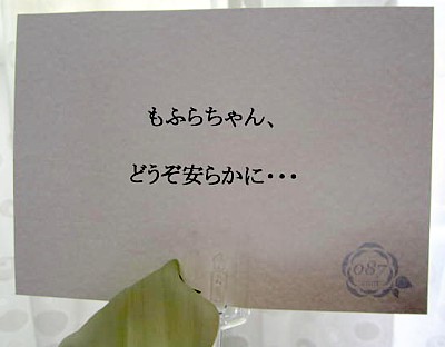 モフラ フラワー (5).JPG