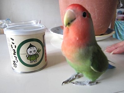 パピモン (1).JPG