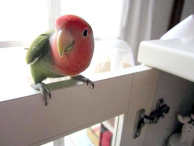 パピモン (2).JPG
