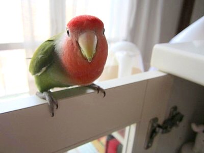 パピモン (3).JPG