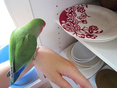 パピモン (4).JPG