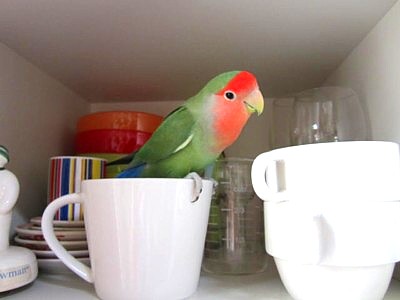 パピモン (5).JPG