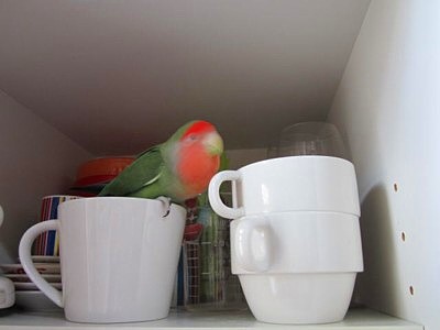 パピモン (8).JPG