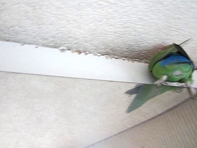 パピモン (9).JPG