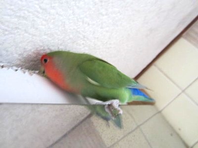 パピモン (10).JPG