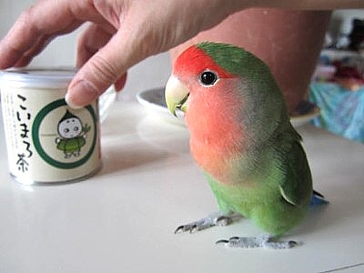 パピモン.JPG