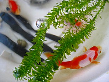IMG_1870.JPG