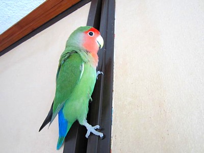 パピ軍曹 (1).JPG