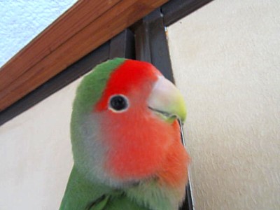 パピ軍曹 (2).JPG