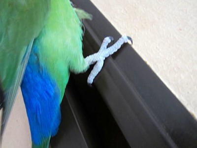 パピ軍曹 (3).JPG