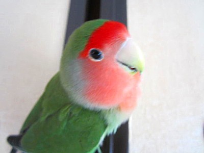 パピ軍曹 (4).JPG