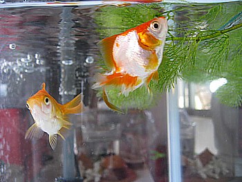 金魚導入と水槽立ち上げの注意2