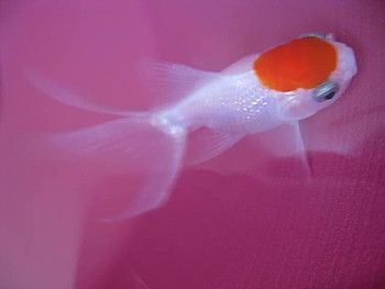 金魚導入と水槽立ち上げの注意6