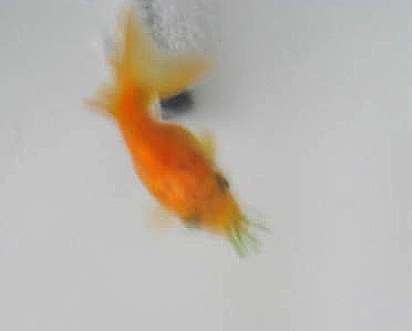 ミクロブロック10