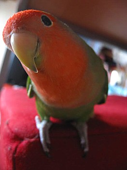 コザクラインコと湿度