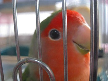 コザクラインコと湿度3