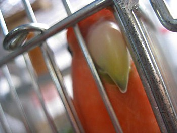 コザクラインコと湿度4