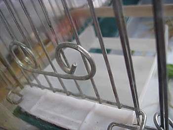 コザクラインコと湿度5