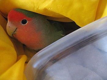 パピネン殿下スーパー
