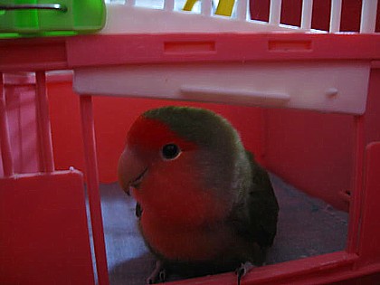 バードベネバックパウダー6