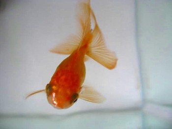オランダ金魚