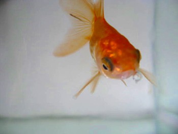 オランダ金魚2
