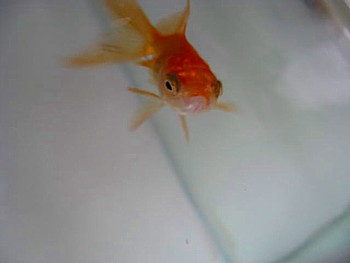 オランダ金魚3